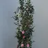camelliajaponicaspringfestival 1.5-1.75 m buy online UK.