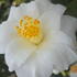 Camellia japonica Triphosa evergreen shrub with soft pink double flowers