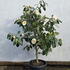 camjapwhitenun 1.2-1.4 m buy online UK.