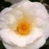 Camellia Japonica White Nun, huge white blooms in Spring - great for flowering hedges. Buy online UK
