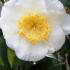 Camellia Japonica Yukimi Guruma