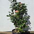 camreticalifo 1-1.25 m buy online UK.