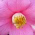 Buy Pink Camellias online - large flower of Camellia Reticulata California, UK delivery