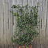 camelliacleo 1.2 m buy online UK.