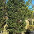 camelliacleo 3-3.5 m buy online UK.