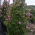Camellia Sasanqua Cleopatra 1.5-1.75 m buy online UK.