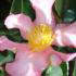 Pale pink Camellia Sasanqua Cleopatra, winter flowering to buy online UK