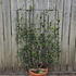 camelliasas 1.2 m buy online UK.