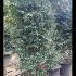 Camellia Sasanqua Cleopatra White - Mature Specimen Camellia
