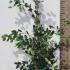 Camellia Sasanqua Jennifer Susan 1-1.25 m buy online UK.