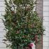 Camellia Sasanqua Kanjiro  1.25-1.5 m buy online UK.