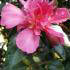 Camellia Sasanqua Kanjiro Hiryu, Red flowering variety for sale London UK