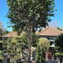 Camelia Sasanqua Plantation Pink 0002 - £10000 Mature Specimen Cemallia