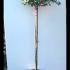 Camellia Sasanqua Sparkling Burgundy 1.3-1.4 m buy online UK.