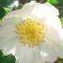 Camellia Sasanqua White winter flowering evergreen shrub, buy online UK