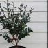 Camellia Sasanqua Yuletide 80-100 cm buy online UK.