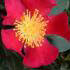 Camellia Sasanqua Yuletide - red flowering in winter Camellia for sale at our London plant centre, UK delivery