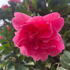 Close-up of Camellia Anticipation flower with rich rose pink ruffled petals