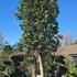 Camelia Williamsii Anticipation 0001 - £10000 Mature Camellia Specimen