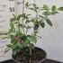 Camellia Williamsii Dr Ralph Watkins 40-60 cm buy online UK.