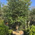 Camellia Williamsii Mary Phoebe Taylor 0010 - £1800