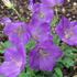 Campanula Blue Clips flowering. Pretty perennial for ground cover or edging, long flowering period.