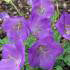 Campanula Blue Clips. Carpathian Bellflower Blue Clips for sale online with UK delivery.