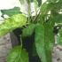 Campanula Glomerata Superba 30 cm buy online UK.