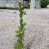 Campsis Radicans Bignonia Radicans Climber 1.25-1.5 m buy online UK.