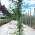 Campsis Radicans Bignonia Radicans Climber 1.5-2 m buy online UK.