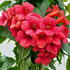 Campsis Radicans Stromboli Trumpet Vine Climber