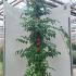 Campsis x Tagliabuana Madame Galen 2-2.5 m buy online UK.