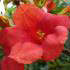 Campsis x tagliabuana Madame Galen, beautiful red flowering Trumpet Vine for sale online, UK delivery