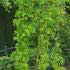 Caragana Arborescens Walker, weeping pea tree, for sale online UK delivery