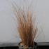 Carex Buchananii - Leatherleaf Sedge 40-60 cm buy online UK.