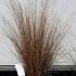 Carex Buchananii - Leatherleaf Sedge 30-40 cm buy online UK.