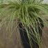 Carex Comans Frosted Curls 25-30 cm buy online UK.