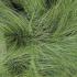 Carex Comans Frosted Curls or New Zealand sedge grass, part of our ornamental grasses for sale UK