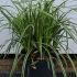 Carex Morrowii Ice Dance 30-40 cm buy online UK.
