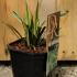 Carex Morrowii Ice Dance 10-15 cm buy online UK.