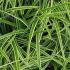 Carex Morrowii Ice Dance. Japanese Variegated Sedge Grass buy online with UK and Ireland delivery.