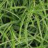 Carex Morrowii Ice Dance. Japanese Variegated Sedge Grass buy online with UK and Ireland delivery.