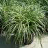 Carex Silver Sceptre, Grasses to buy online, UK