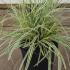Carex Oshimensis Everest 20-30 cm buy online UK.