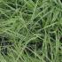 Carex Oshimensis Everest a variegated ornamental grass, an evergreen perennial - great sized plants, buy online UK delivery.