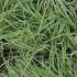 Carex Oshimensis - Evergold also known as Japanese Sedge buy it online with UK delivery