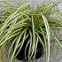 Carex Oshimensis Evergold 20-25 cm buy online UK.