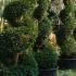 Carex grass for sale online UK