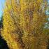 Carpinus Betulus Fastigiata Upright Fastigiate Hornbeam Tree for sale online UK delivery.