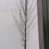 Carpinus Betulus Fastigiata Upright Hornbeam 3-3.6 m buy online UK.